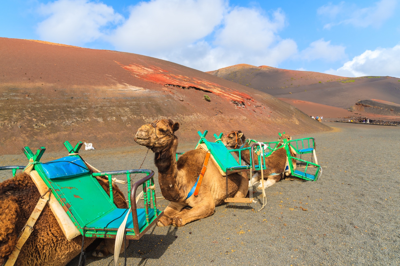 Camels tourists