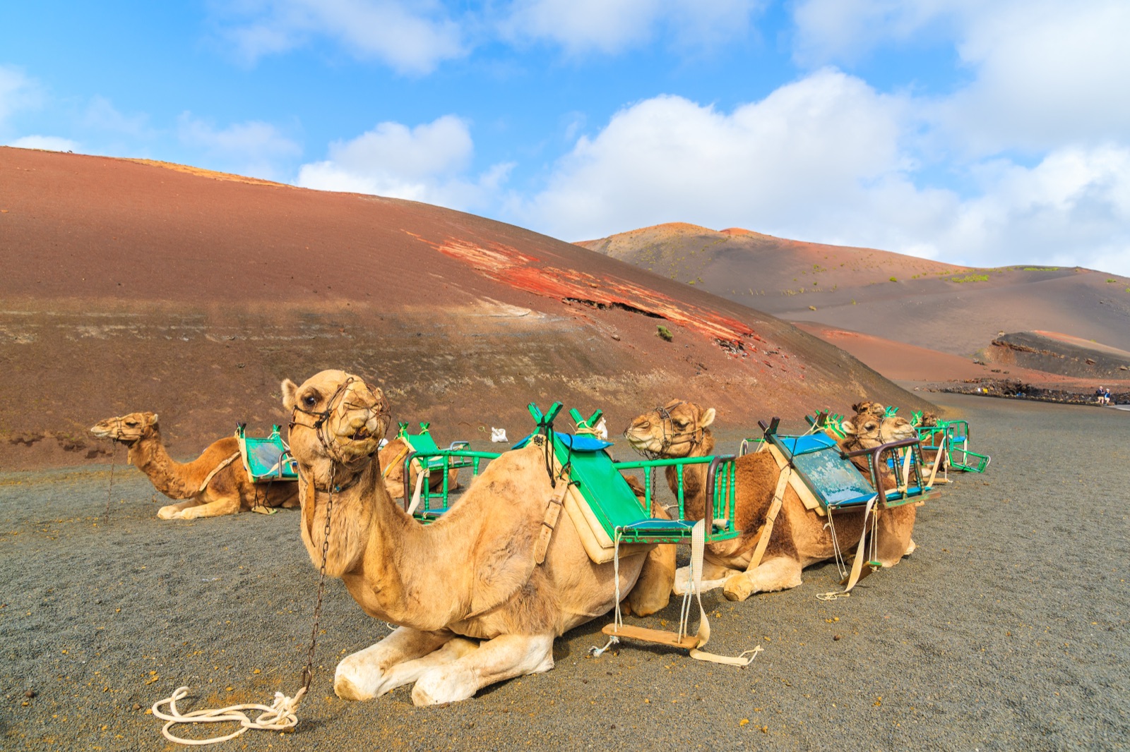 Camels waiting