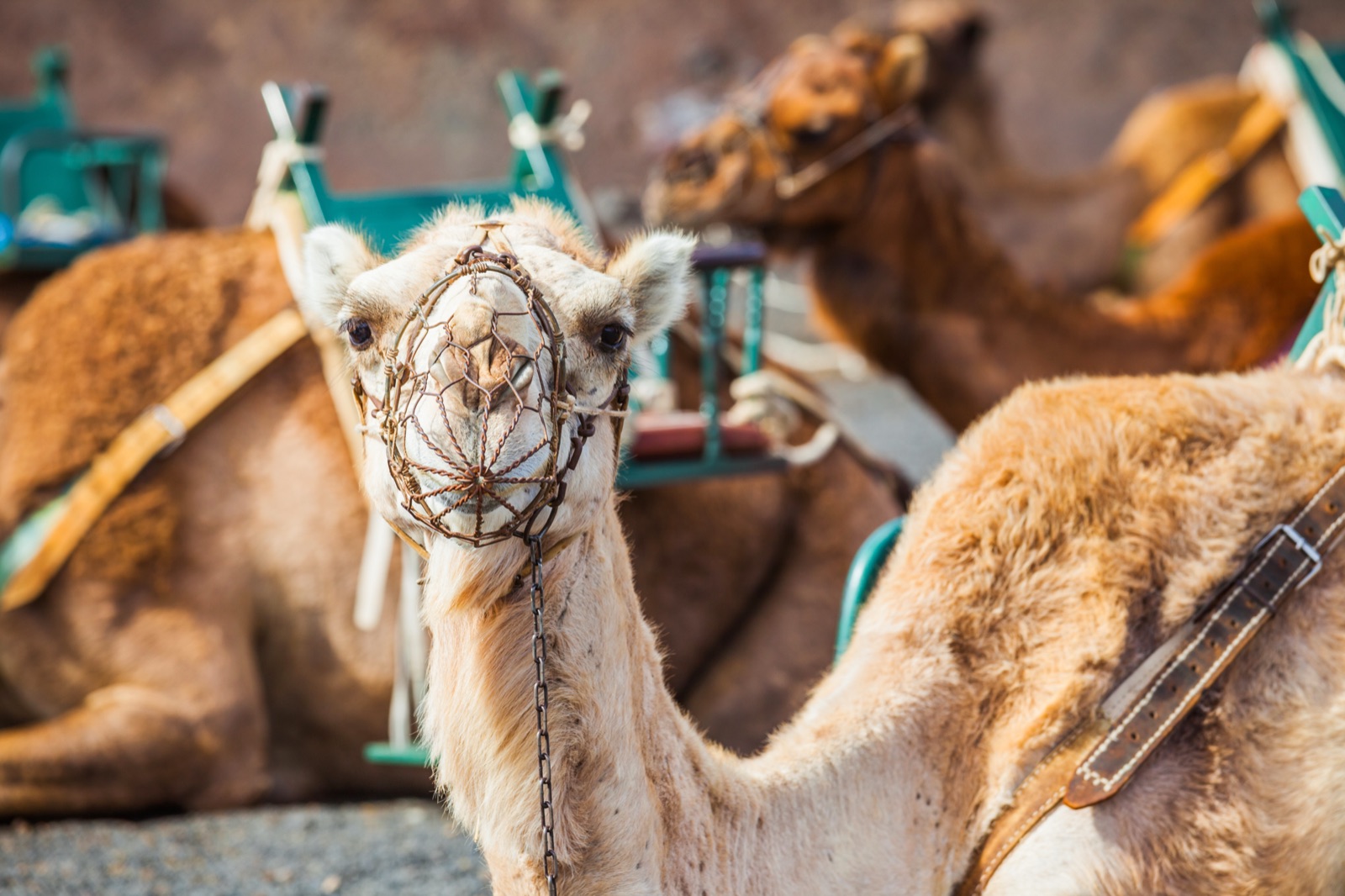 Camels below the Fire Mountains of Timanfaya